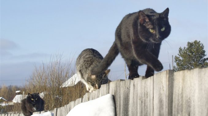 февраль-коты