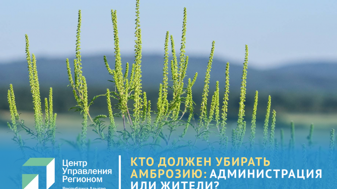 Амброзия СМИ