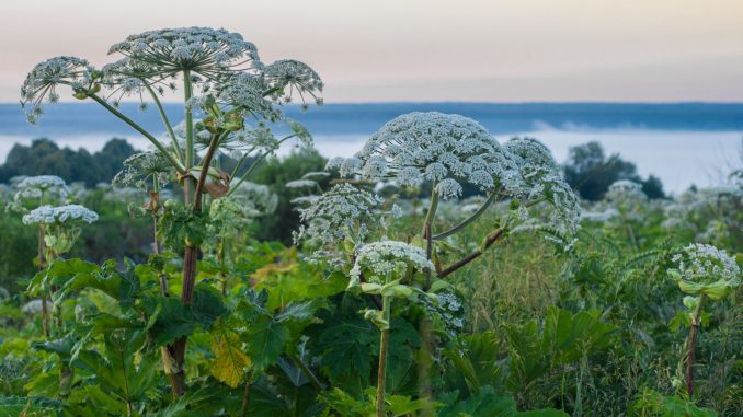 1_zadonskiy_aleksey_borshchevik_fotoproekt_4_kaluzhskaya_oblast_2020_522698