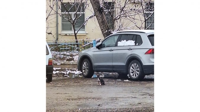 щенок