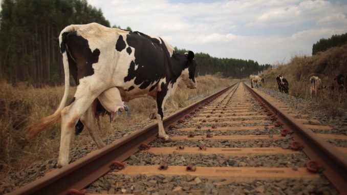 20_cows_run_over_by_express_train_in_delhi_1533806648