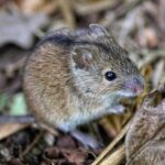 Популяция мышевидных грызунов на полях Адыгеи увеличивается