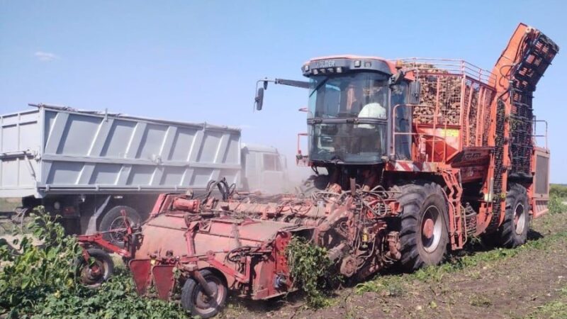 Гиагинские аграрии на треть увеличат посевы сахарной свёклы