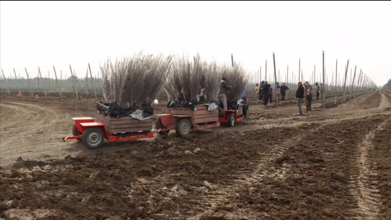 В Гиагинском районе  реализуется проект по закладке яблоневого сада интенсивного типа