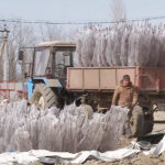 В КФХ из станицы Дондуковской реализуется проект по закладке яблоневого сада