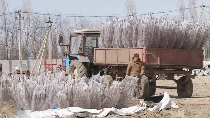 В КФХ из станицы Дондуковской реализуется проект по закладке яблоневого сада