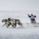 В конце марта на Крайнем Севере начали отмечать День оленевода